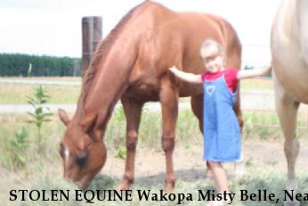 STOLEN EQUINE Wakopa Misty Belle, Near Alida, MN, 56621